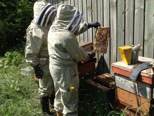 bee keeping course